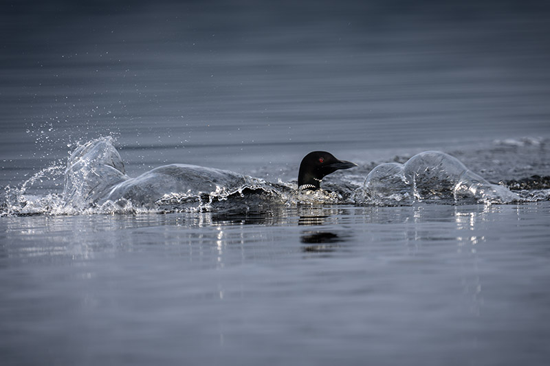 Timeprints Nature Photography