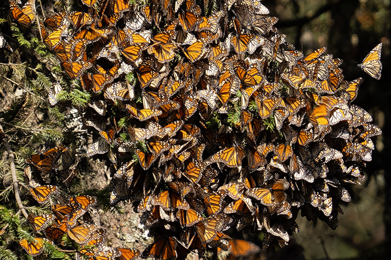 Timeprints Nature Photography