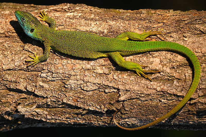 Timeprints Nature Photography