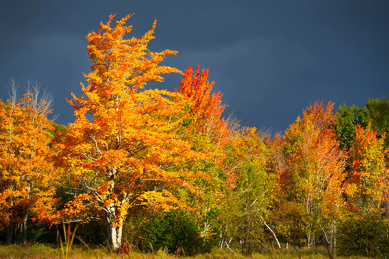 Timeprints Nature Photography