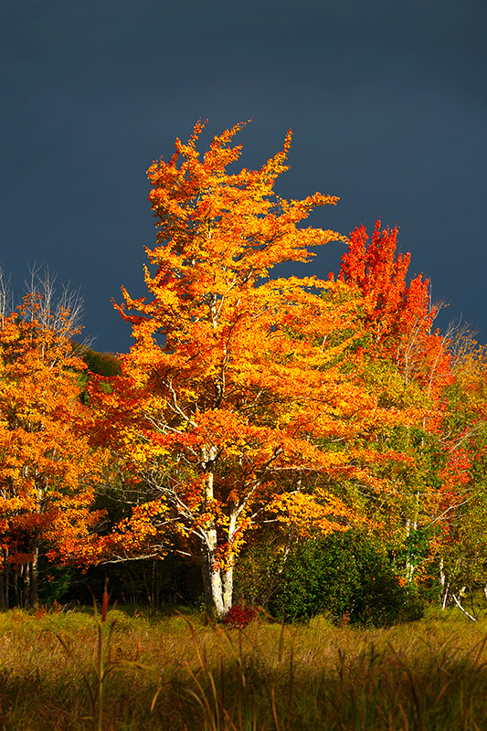 Timeprints Nature Photography